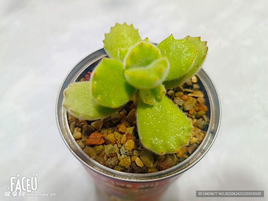 小巧多肉植物盆栽