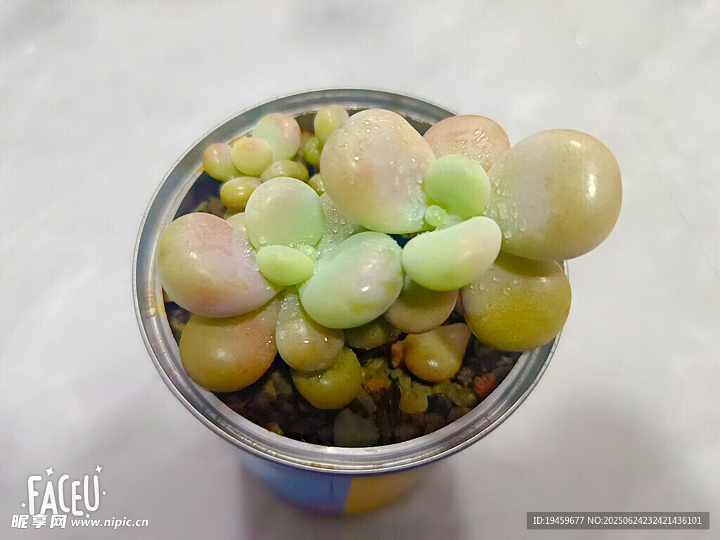 多彩多肉植物小盆栽