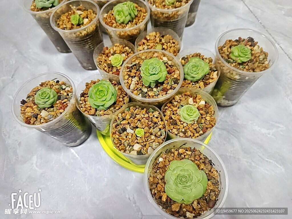 山地玫瑰