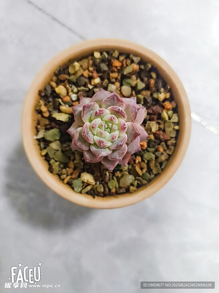 盆栽多肉植物