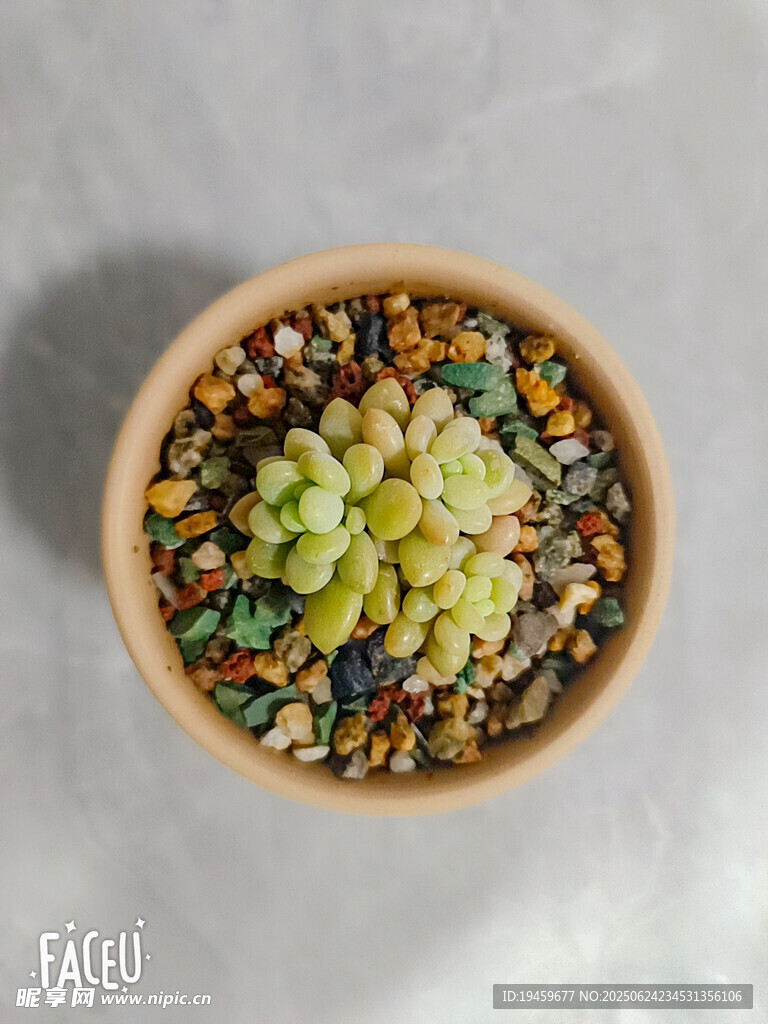 多肉植物