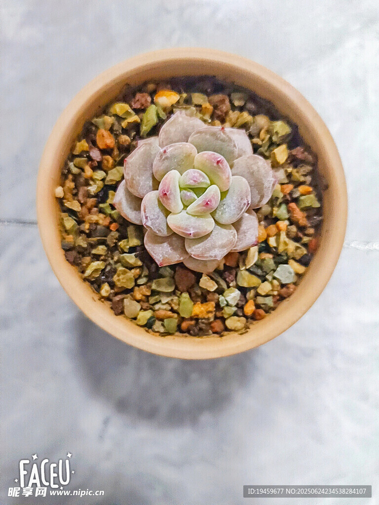 盆栽多肉植物
