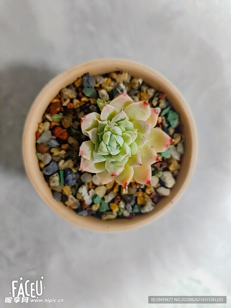 精致多肉盆栽