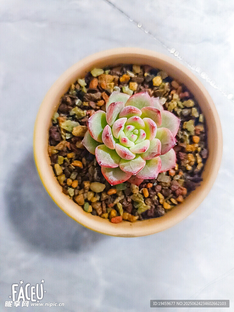 盆栽多肉植物