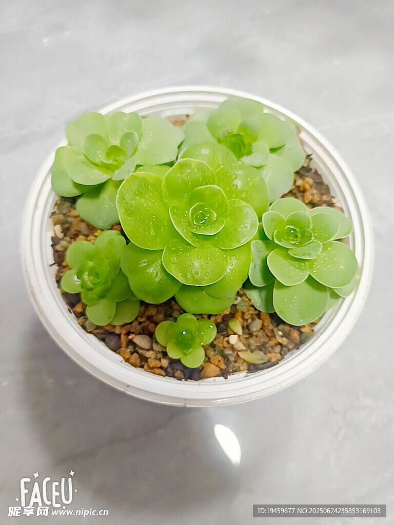 小巧多肉植物盆栽