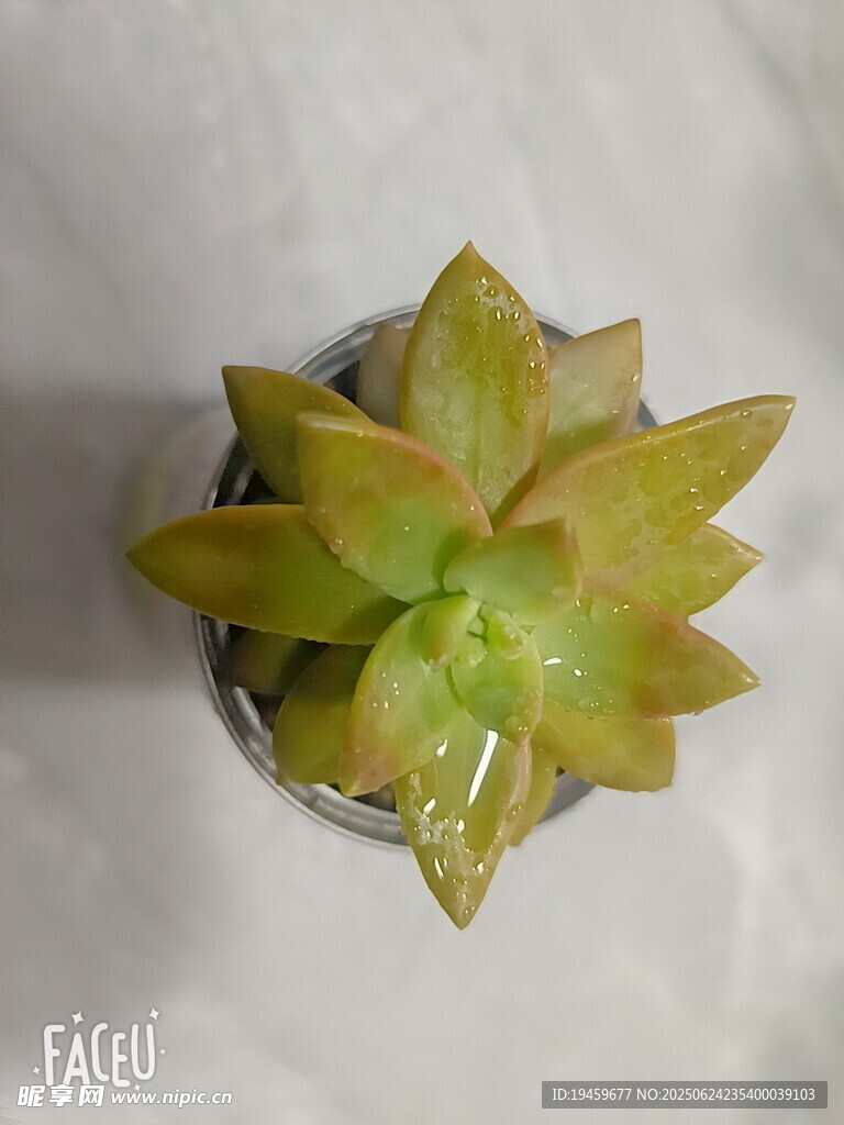 小巧可爱的多肉盆栽
