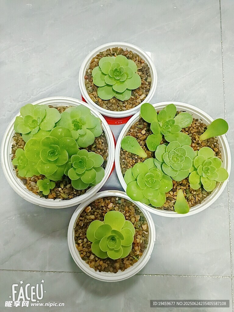 山地玫瑰