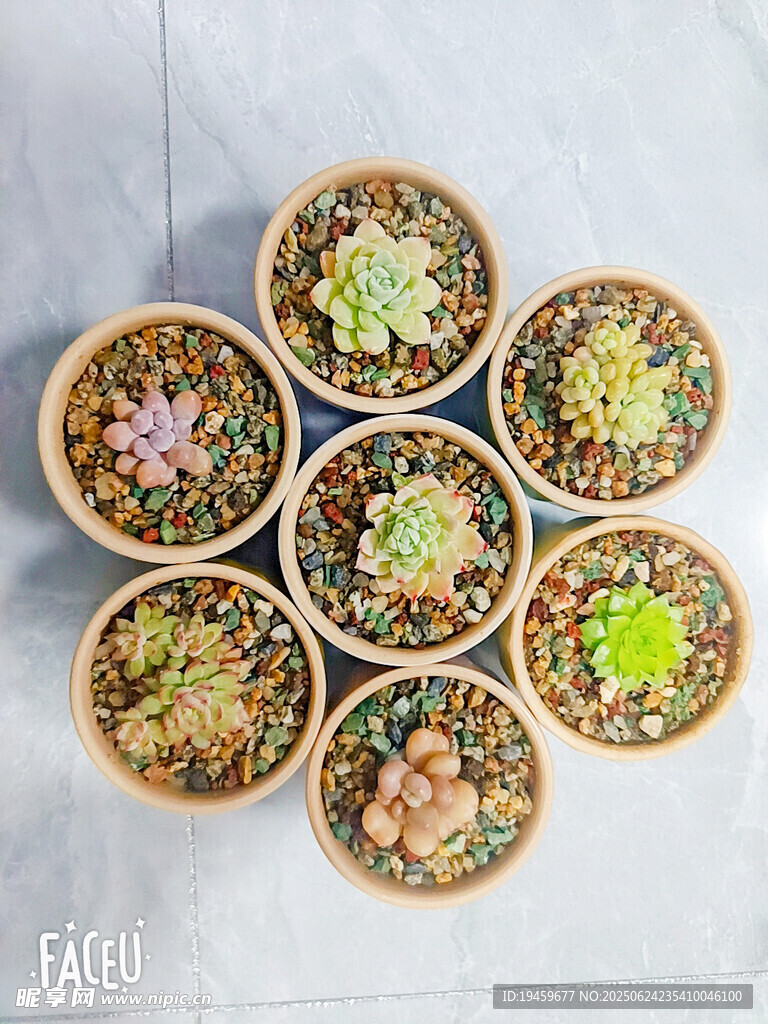 多彩多肉盆栽组合