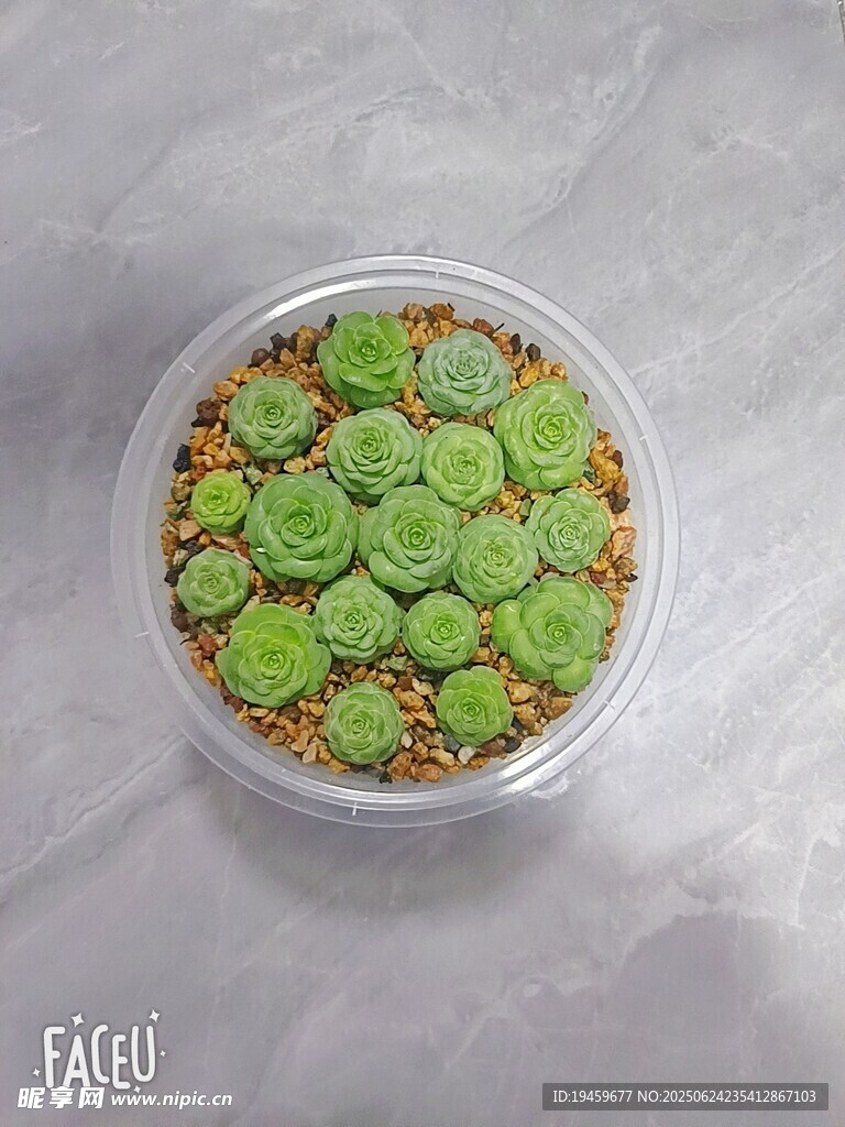 绿色山地玫瑰