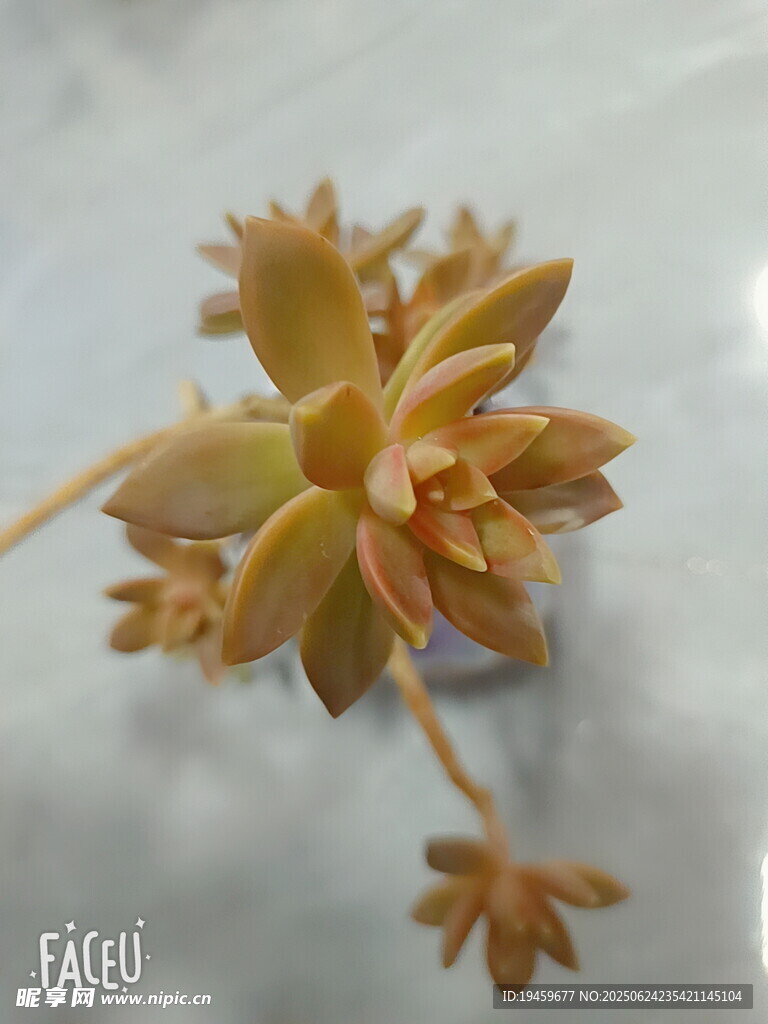 多肉植物