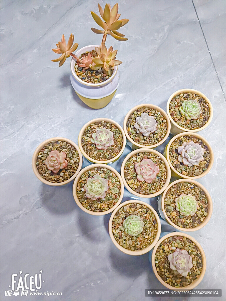 多肉植物组合