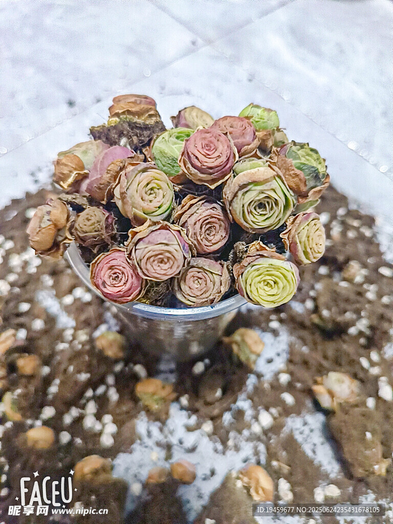 多彩迷你山地玫瑰