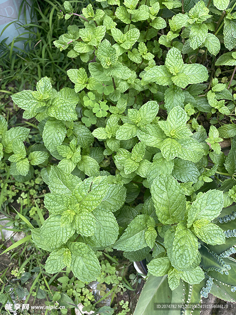 薄荷