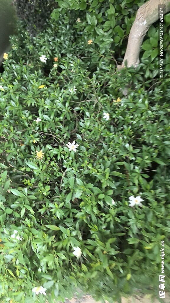栀子花
