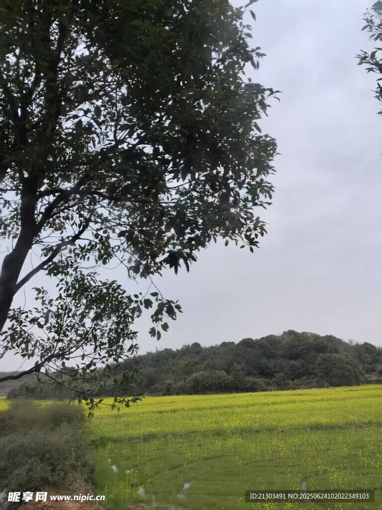 油菜花
