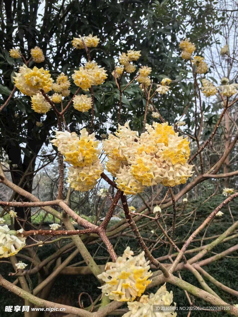 花