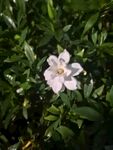 栀子花