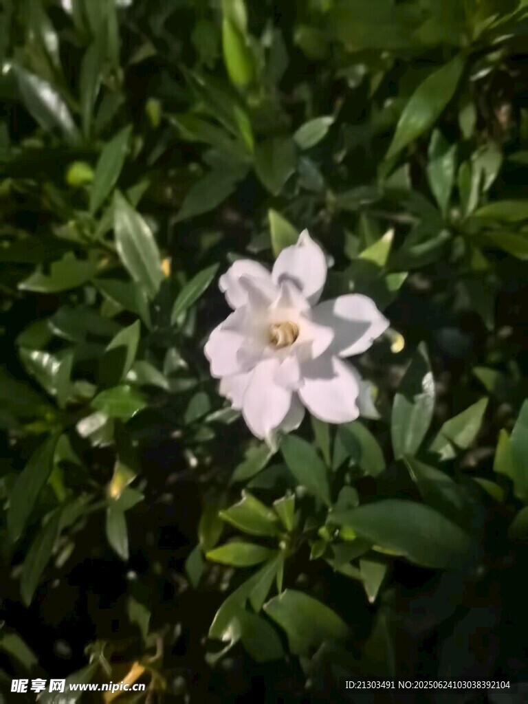 栀子花