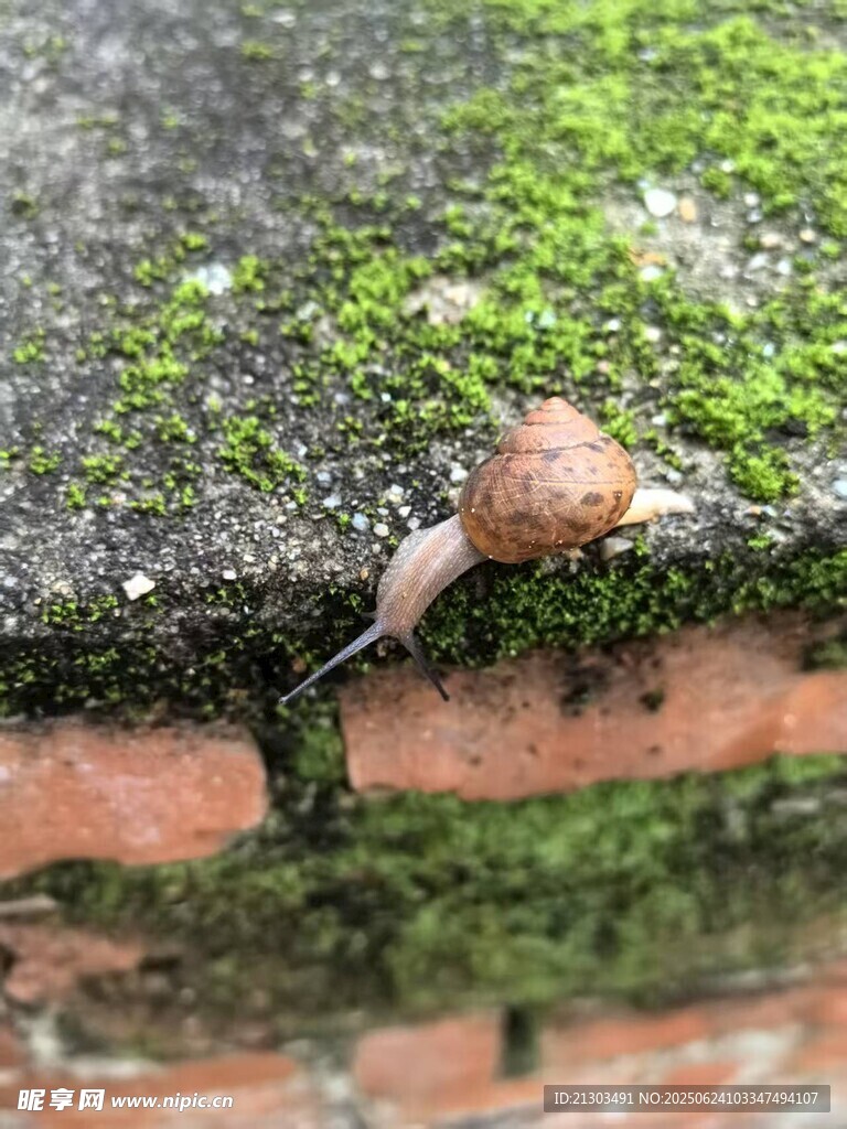 蜗牛