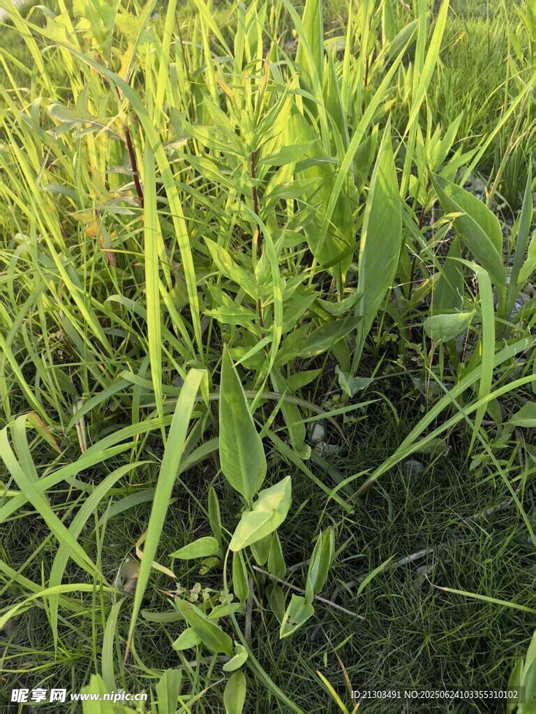 草地