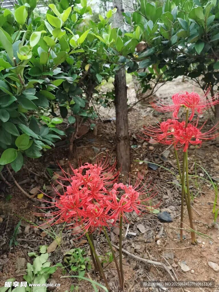 彼岸花 