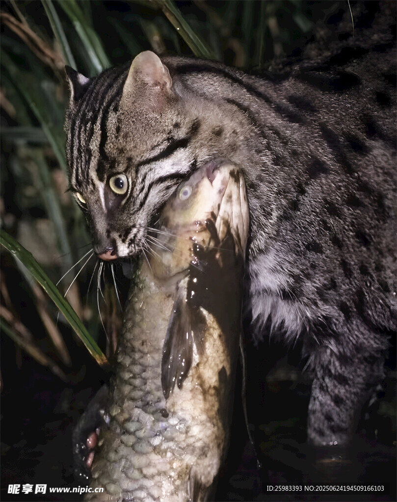 金猫