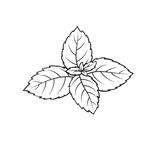 薄荷叶子线条