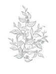 植物线条