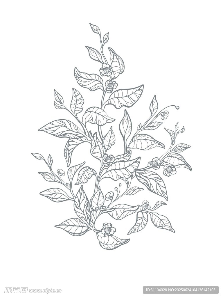 植物线条