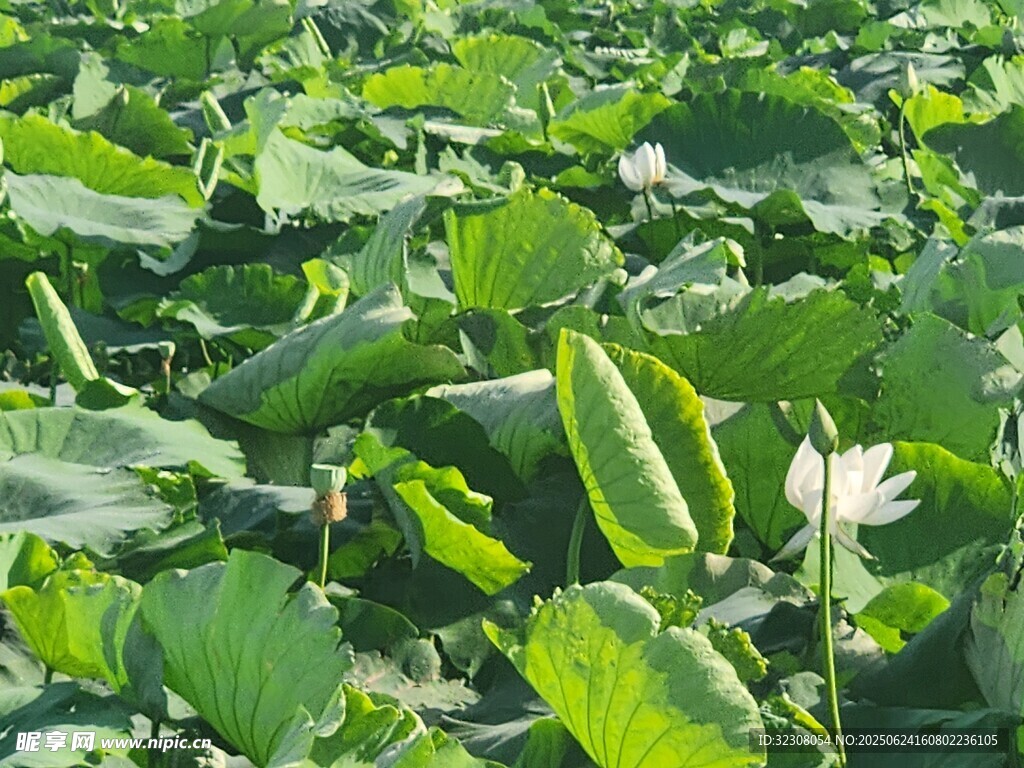 夏日荷塘中的洁白荷花