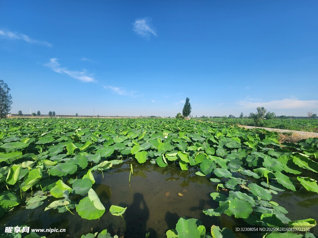 夏日荷塘美景