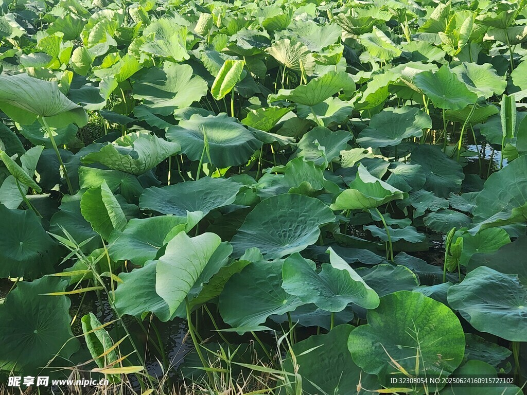 绿意盎然的荷叶田