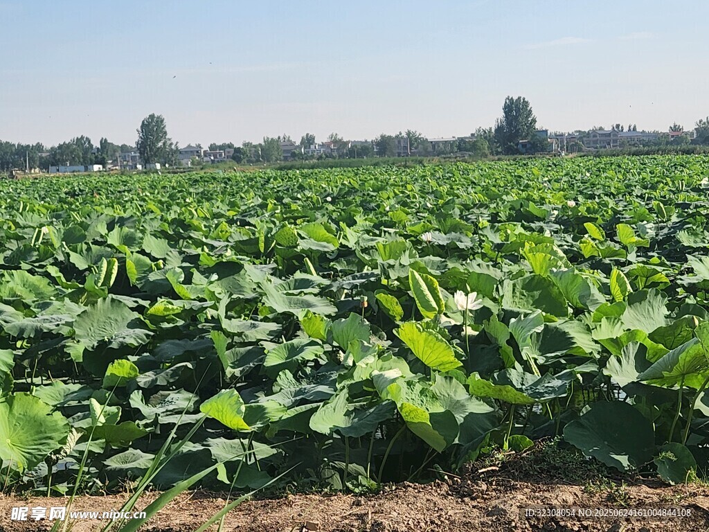 绿意盎然的农田景象
