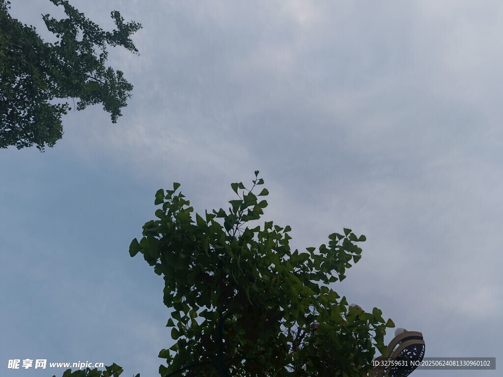 天空下的绿树与飞鸟