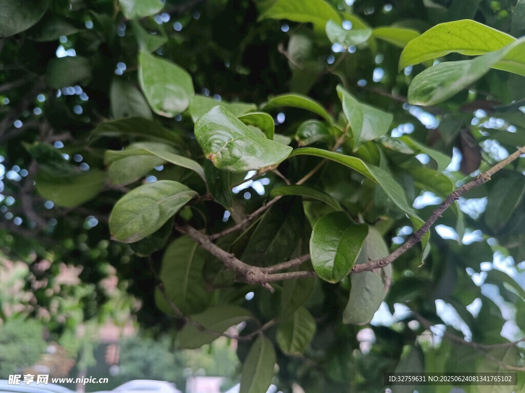 绿叶繁茂的树枝特写