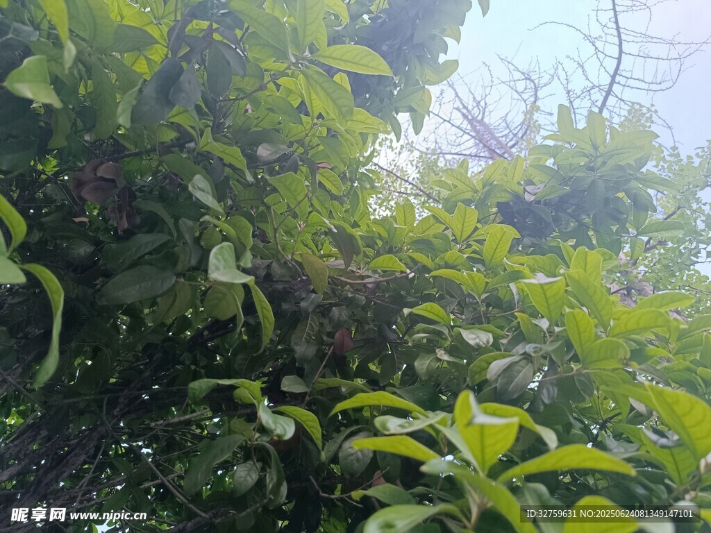 繁茂绿植景观