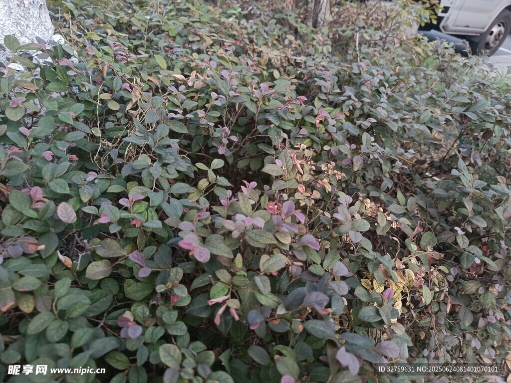 绿叶间的多彩植物景观