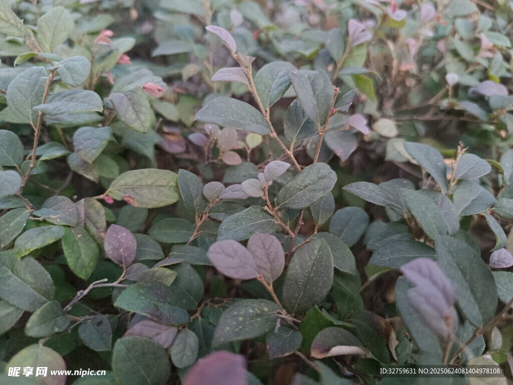 紫叶植物特写