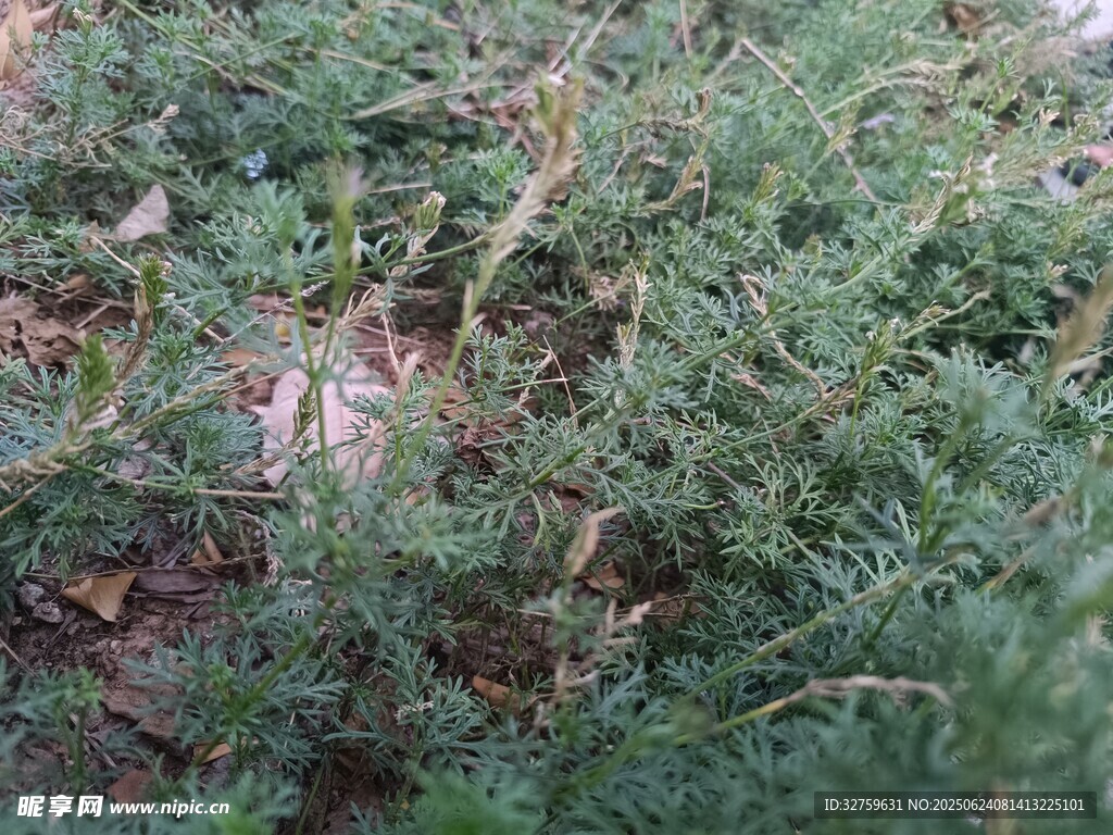 茂密绿植景象