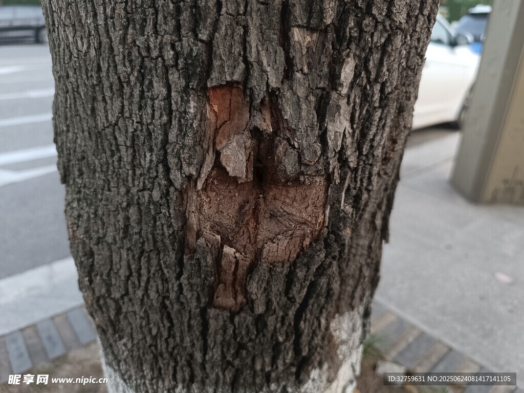 树干上的奇特树皮纹理
