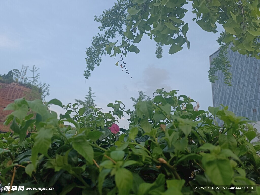 绿叶掩映下的城市一角