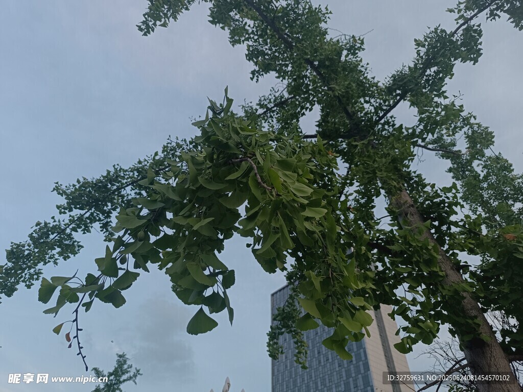 绿树映衬下的城市高楼