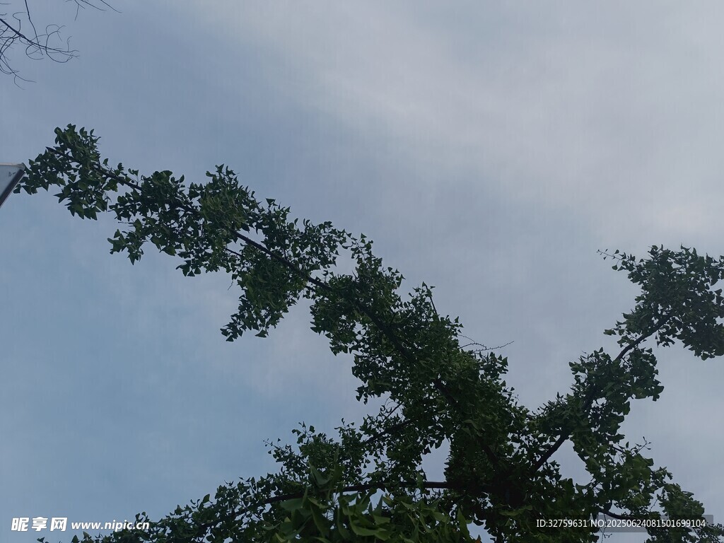 仰视绿树与天空