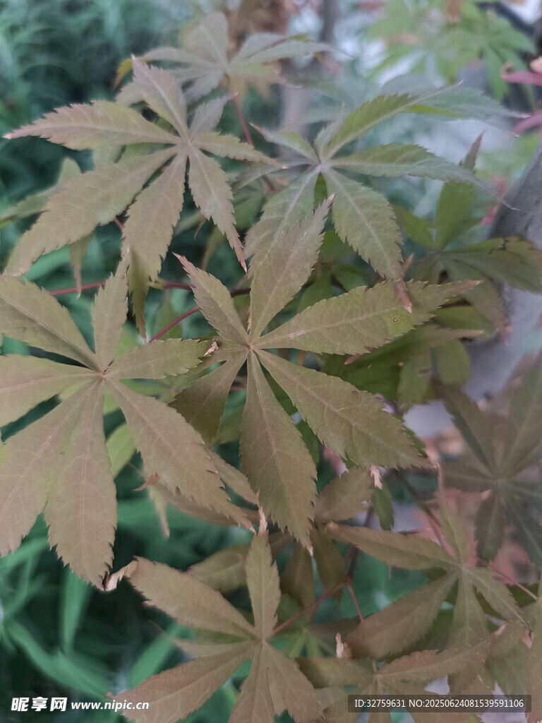 特写独特形态的植物叶片