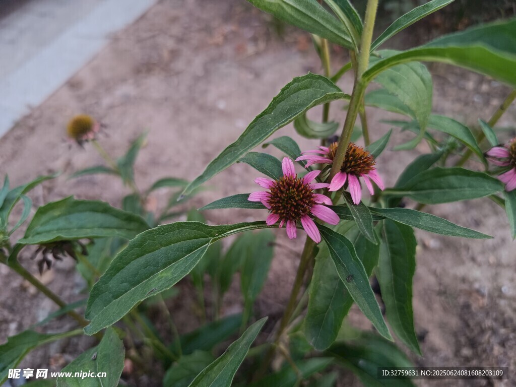粉色松果菊绽放