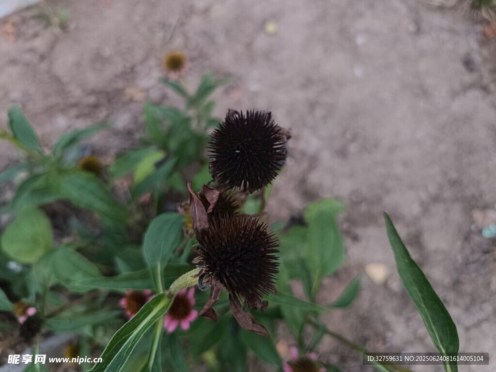 带刺的黑色球状植物