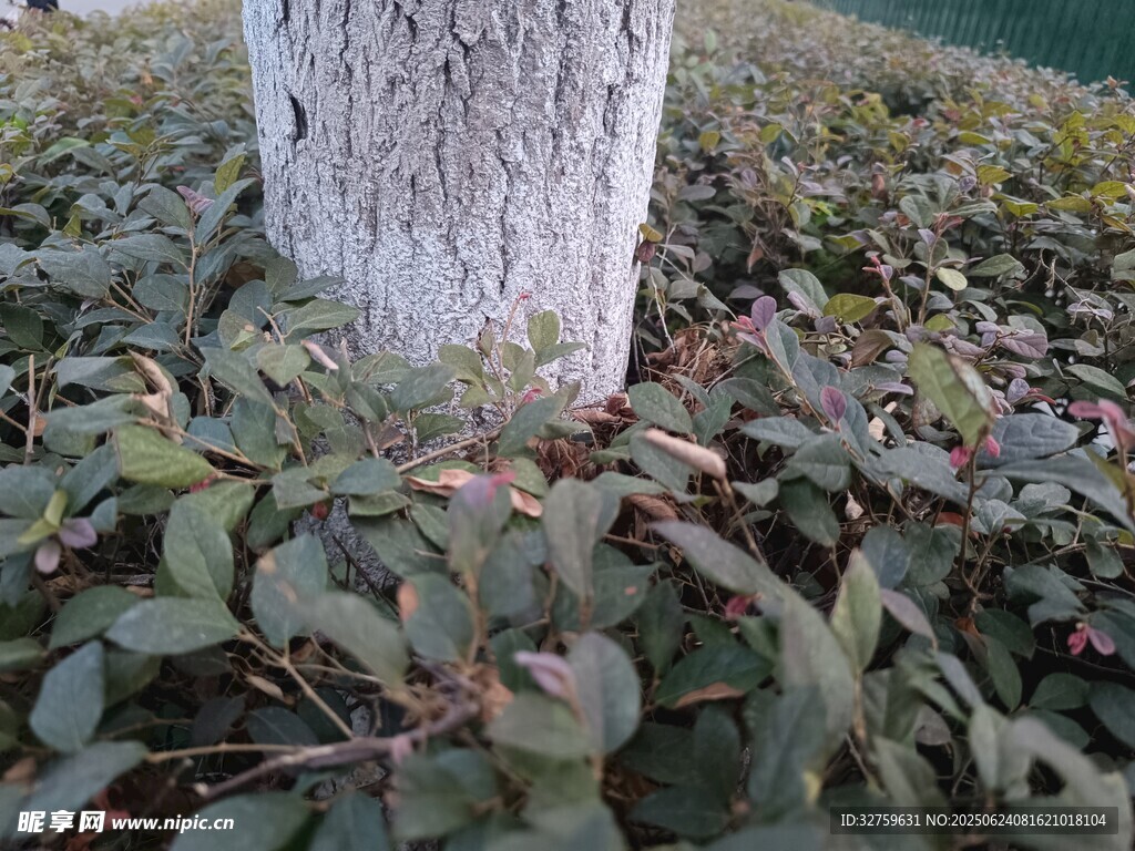 树下繁茂绿植景象