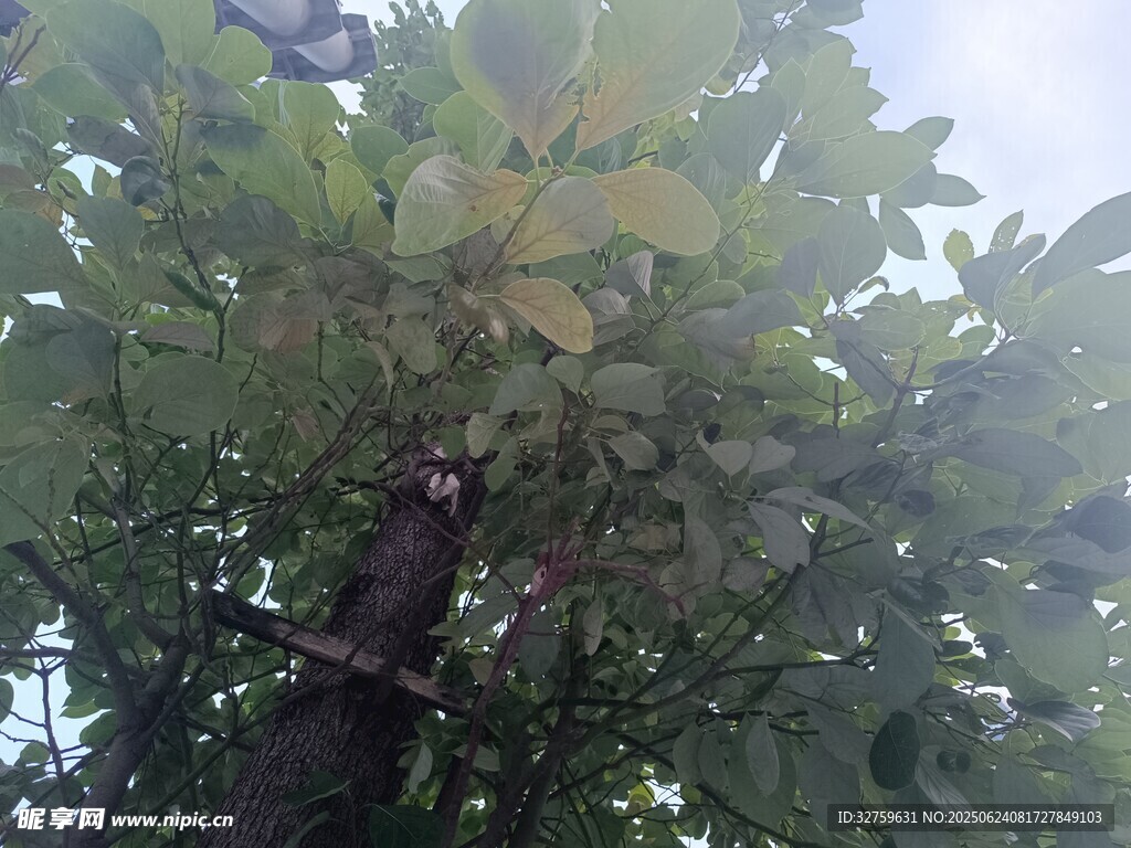 繁茂大树枝叶间的景象
