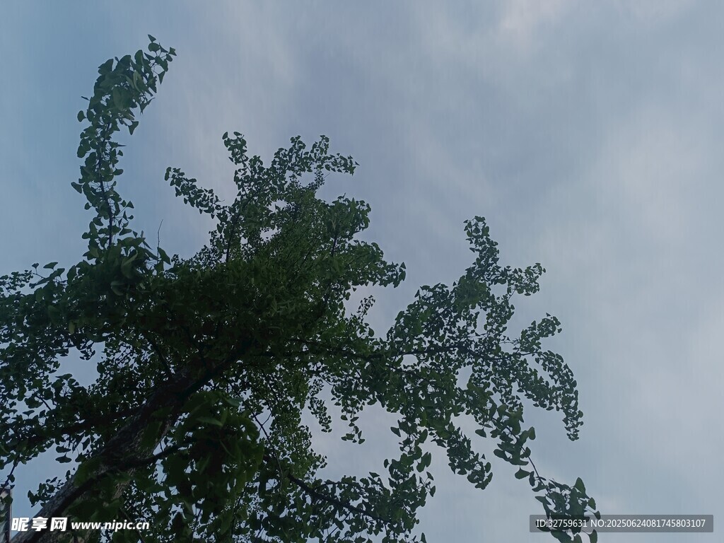 仰视绿树蓝天