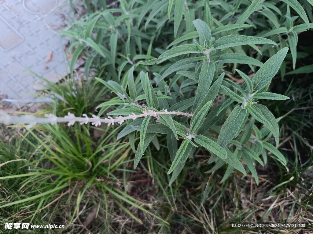 绿色植物特写